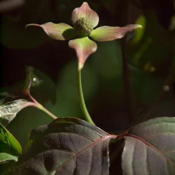 Cornus_Cappuccino_Bluete.jpg