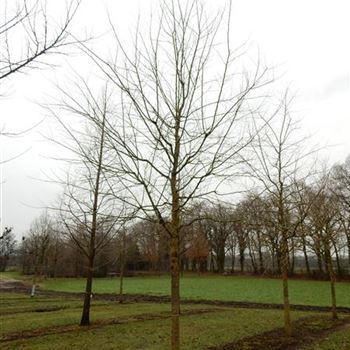 MALB_Sol_baum_6xv_200-300x40-50x500-700_R-1003_14_01_2016_wr_42569.JPG