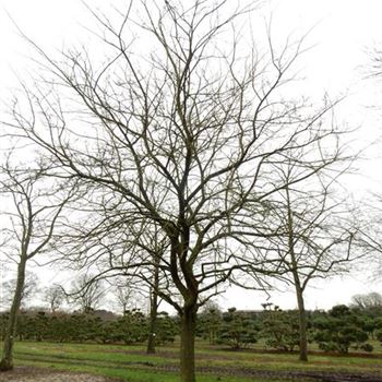 MALB_Sol_baum_6xv_300-400x80-90x700-900_O-122_14_01_2016_wr_42570.JPG