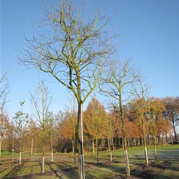 ALA_Sol_Baum_5xv_we_150-200x25-30_R-1003_01_02_16_wr_42026.jpg