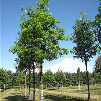 QCO_Sol_baum_5xv_150-200x20-25x400-500_R-216_10_08_16_jh_42337.jpg