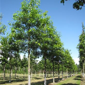 QCO_Sol_baum_5xv_150-200x25-30x400-500_R-216_10_08_16_jh_42338.jpg