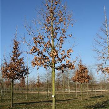 QCE_Sol_baum_5xv_200-300x40-45x500-700_G-823_17_03_2016_wr_42678.JPG