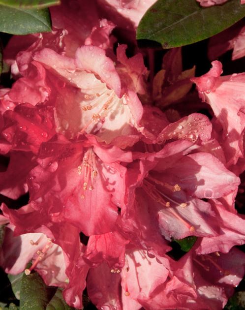 Rhododendron 'Park Bremen' von Bruns Pflanzen