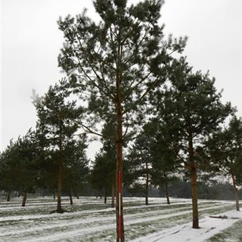 PSY_Sol_baum_6xv_200-300x50-60_G-304_05_01_2016_wr_42669.JPG