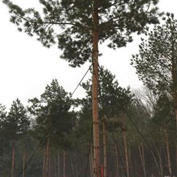 PSY_Sol_baum_6xv_200-300x50-60_STH400-600_G-304_05_01_2016_wr_42670.JPG