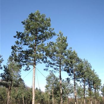 PSY_Sol_baum_7xv_300-400x70-80_STH600-800_G-1450_01_04_16_jh_42321.jpg