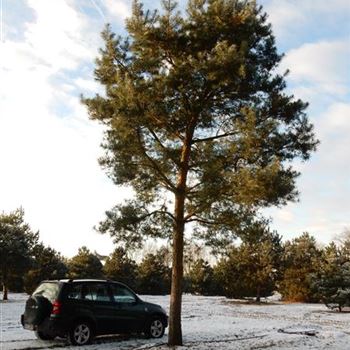 PSY_Sol_baum_7xv_300-400x80-90_G-304_19_01_2016_wr_42673.JPG