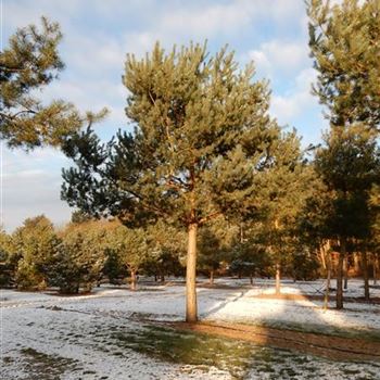 PSY_Sol_baum_7xv_300-400x80-90_G-304_1_19_01_2016_wr_42672.JPG
