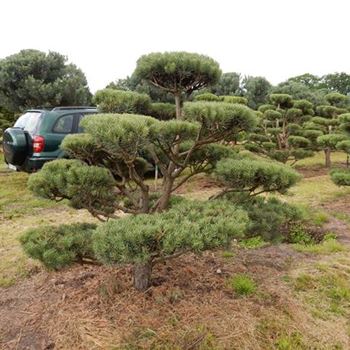 PSY_Bonsai-Form_6xv_150-200x150-175_O-73_23_02_16_wr_42049.JPG