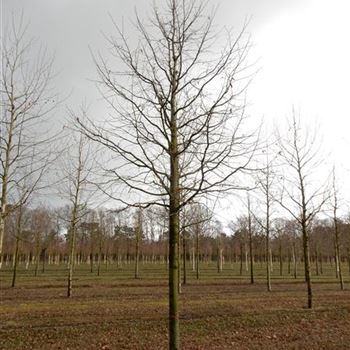 TCO_Sol_baum_5xv_200-300x35-40x400-500_R-407_23_03_2017_wr_42747.JPG