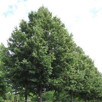 TCO_Sol_baum_7xv_300-400x60-70x700-900_R-2_15_08_16_jh_42386.jpg