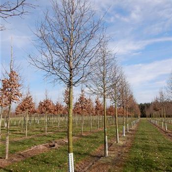 CBE_Sol_baum_4xv_150-200x30-35x400-500_R-550_04_04_2016_wr_42505.JPG
