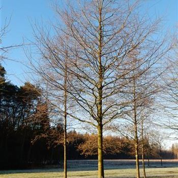 CBE_Sol_baum_8xv_200-300x40-45x500-700_G-1405_16_02_2016_wr_42508.JPG