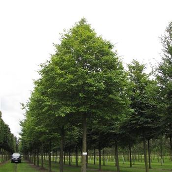 CBE_Sol_baum_5xv_200-300x40-45x500-700_G-1052_15_08_16_jh_42130.jpg