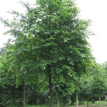 CBE_Sol_baum_4xv_200-300x40-45x500-700_G-1052_17_06_16_jh_42129.jpg