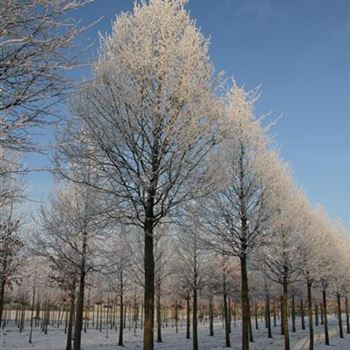 CBE_Sol_baum_4xv_200-300x50-60x500-700_G-1052_22_01_2016_wr_42506.JPG