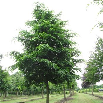 CBE_Sol_baum_5xv_300-400x45-50x500-700_G-1052_17_06_16_jh_42131.jpg