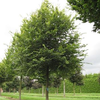 CBE_Sol_baum_6xv_300-400x60-70x500-700_G-810_15_08_16_jh_42132.jpg