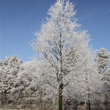 CBE_Sol_baum_7xv_300-400x60-70x700-900_G-261_22_01_2016_wr_42507.JPG