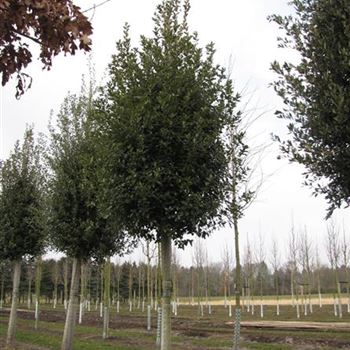 QIL_Sol_baum_5xv_25-30_R-217_10_03_16_jh_42341.jpg