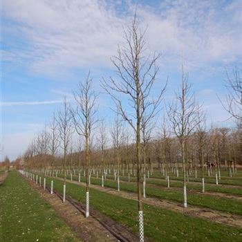 SAR_Sol_baum_5xv_150-200x30-35x400-500_R-497_04_04_2016_wr_42701.JPG
