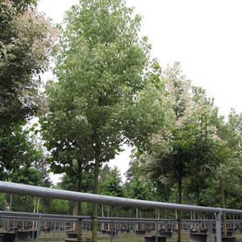 ANVA_Sol_baum_5xv_200-300x30-35x400-500_C-254_01_08_16_jh_42072.jpg