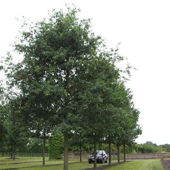 QRO_Sol_baum_7xv_400-600x50-60x700-900_G-841_17_06_16_jh_42352.jpg