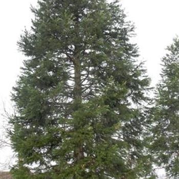 SGI_Sol_baum_8xv_140-160_R-1054_09_02_2016_wr_JPG_42708.JPG
