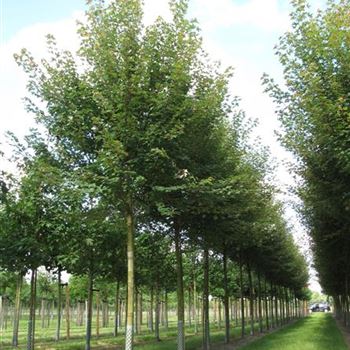 ARFJRE_Sol_baum_4xv_150-200x20-25x400-500_R-223_10_08_16_jh_42098.jpg