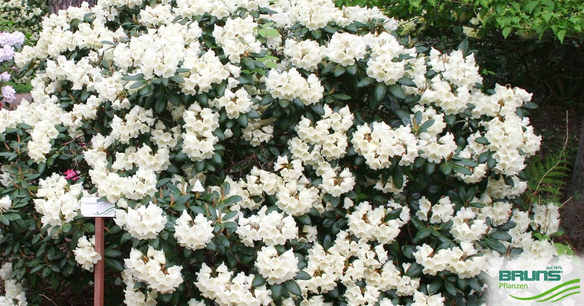 Rhododendron yakush. 'Fruehlingsgold' von Bruns Pflanzen