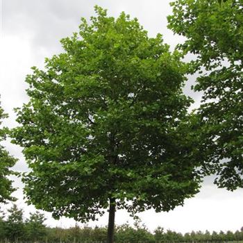 PAC_Sol_baum_8xv_400-600x80-90x900-1200a_R-558_15_08_16_jh_42256.jpg