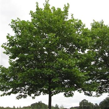 PAC_Sol_baum_8xv_400-600x80-90x900-1200_R-558_15_08_16_jh_42255.jpg