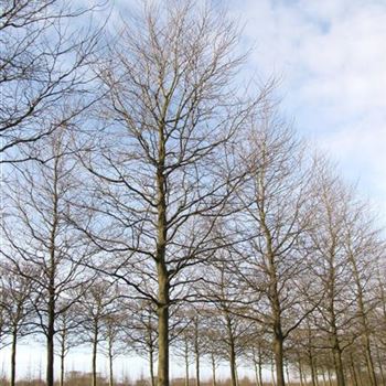 PAC_Sol_baum_7xv_400-600x80-90x900-1200_R-498_03_02_16_jh_42251.jpg