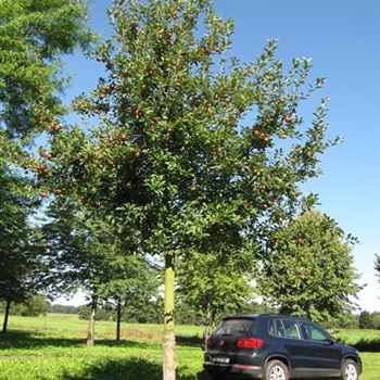 APFIMA_Sol_baum_5xv_150-200x35-40_R-557_19_08_16_jh_42088.jpg