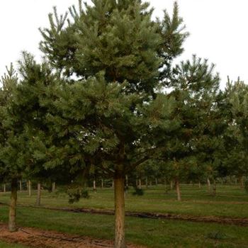 PSTNO_Sol_Baum_7xv_300-400x60-70_2_G-302_08_03_16_wr_42451.JPG