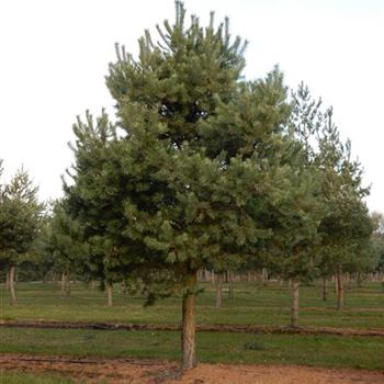 PSTNO_Sol_Baum_7xv_300-400x60-70_1_G-302_08_03_16_wr_42450.JPG