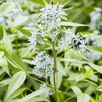 Amsonia tabernaemontana