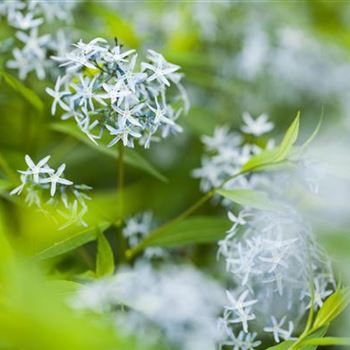 Amsonia tabernaemontana