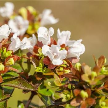 Abelia grandiflora