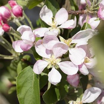 Malus domestica 'Royal Gala'