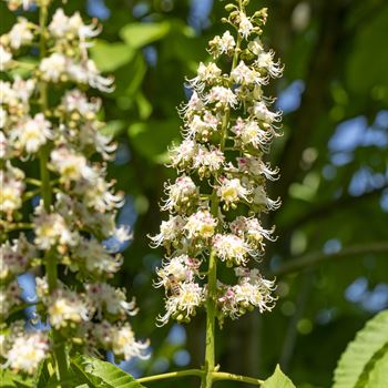 Aesculus hippocastanum