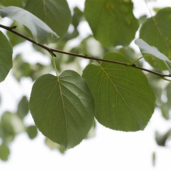 Alnus cordata