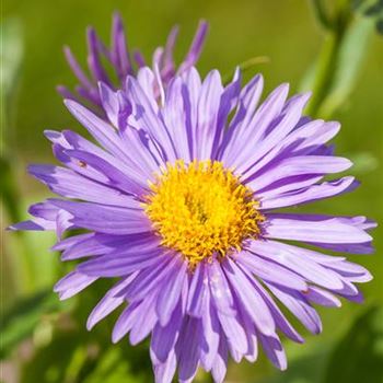 Aster alpinus 'Dunkle Schöne'