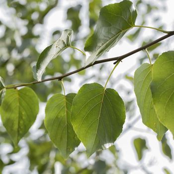 Alnus cordata