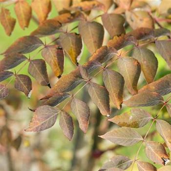 Aralia elata