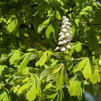 Aesculus hippocastanum