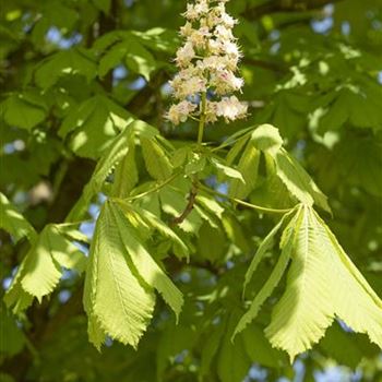 Aesculus hippocastanum