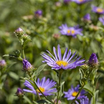 Aster amellus 'Sternkugel'