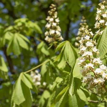 Aesculus hippocastanum